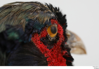 Pheasant  2 eye 0011.jpg